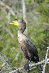 Cormorant Along Rainbow River Springs in Florida