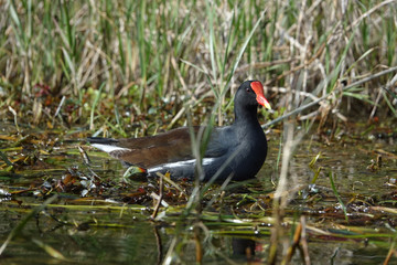 Common Gallinule Walking in Grass and Water Along  Rainbow River Springs Florida