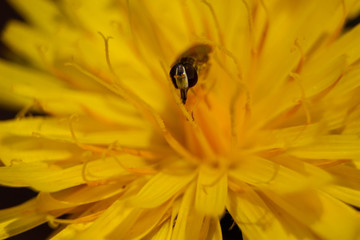 fly in yellow flower
