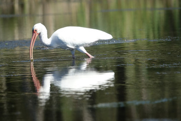 Ibis Feeding in Chassahowitzka Springs Florida