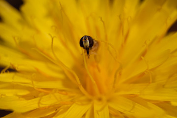 fly in yellow flower