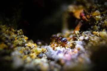 ant coming out of ant hill 