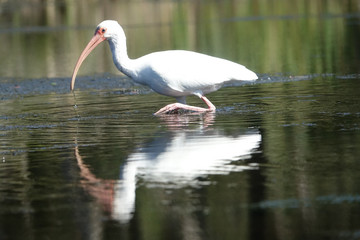 Ibis Feeding in Chassahowitzka Springs Florida