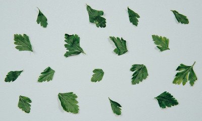 Green parsley leaves on a turquoise background. The concept of food and use of spices. Single green parsley leaves lie in a row on the table.