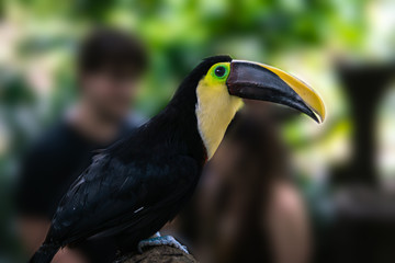 Side portrait of a toucan