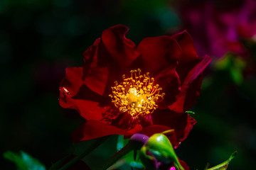 red flower fly close up 