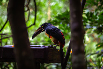 Toucan on a branch