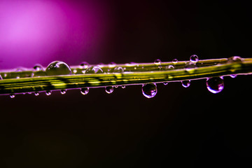 Water droplets on grass pink background