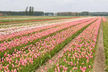 Field of tulips