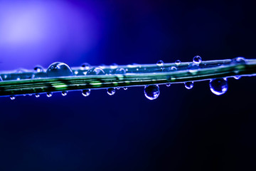Water droplets on grass blue background