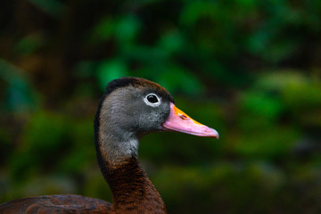 side portrait of a duck