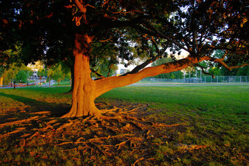 Sunset Tree