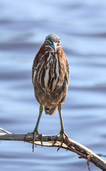 Front View of Tri-Colored Heron Along Everglades Lake