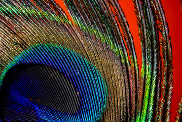 Obraz premium peacock feather close up