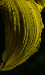 yellow leaf on black background