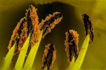 closeup of yellow flower