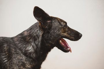 dog isolated on white background