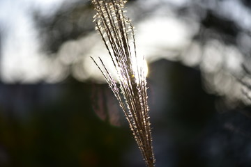 Fototapeta premium ears of wheat