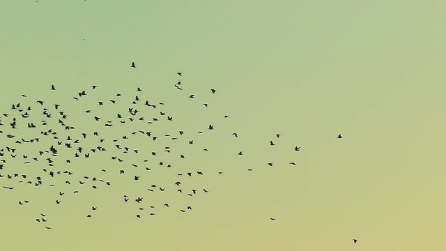 Wedge of migratory birds. Flock of birds in slow motion.