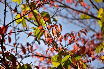 autumn leaves against blue sky