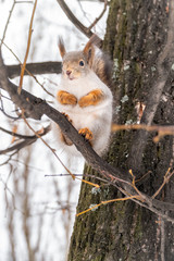 Obraz premium The squirrel sits on a branches in the winter or autumn