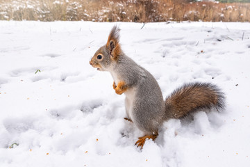 Squirrel standing on its hind legs on the white snow.