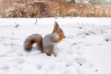 Naklejka na ściany i meble The squirrel sits on white snow