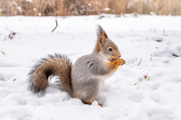 The squirrel sits on white snow