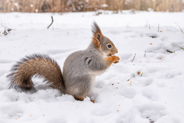 The squirrel sits on white snow