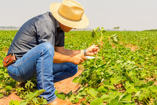 Agronomist inspects soybean crop in agricultural field - Agro concept - farmer in soybean plantation on farm
