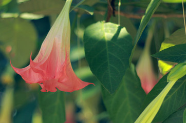 Brugmansia Versicolor
