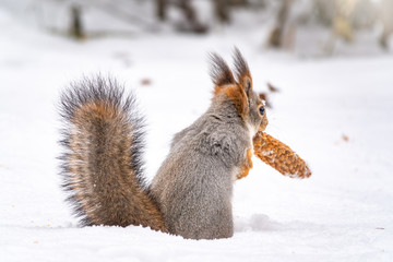 A rear view of a squirrel with a fir cone in the mouth