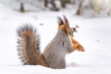 A rear view of a squirrel with a fir cone in the mouth
