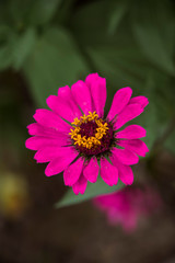 Fototapeta premium pink flower in garden