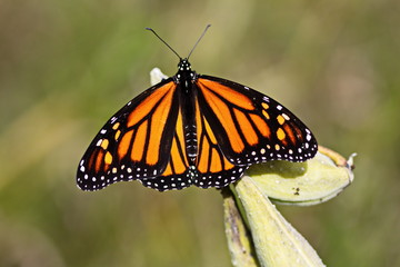 Monarch Butterfly