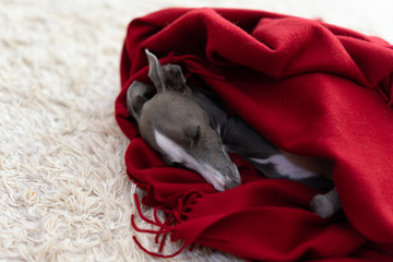 毛布に包まったイタリアングレイハウンド犬