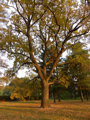 Obraz premium oak in sunset light