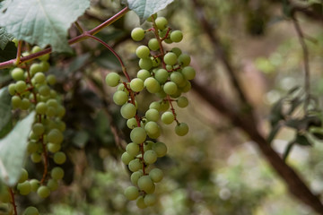 bunch of grapes on the vine