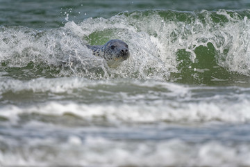Kegelrobbe surft in Wellen am Strand, Düne Helgoland
