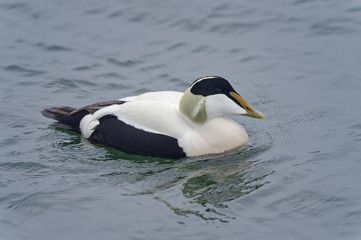 Männliche Eiderente schwimmt im Meer