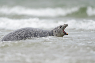 Kegelrobbe mit offenem Maul in die Brandung, Düne Helgoland
