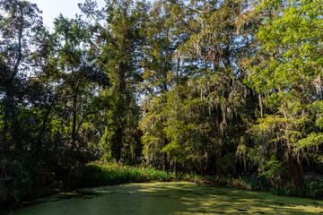 Scenic swamp vista at a historic plantation near Charleston, South Carolina