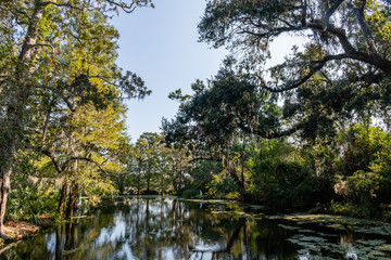 Scenic pond vista at a historic plantation near Charleston, South Carolina