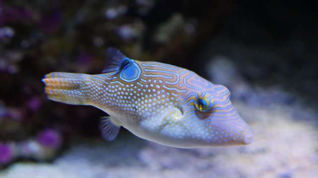 Close up of Puffer fish floating beside the camera than turns into the camera.