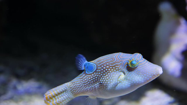Close up of Puffer fish floating beside the camera than turns into the camera.
