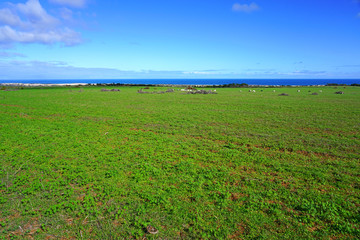 Fototapeta na wymiar View of sheep grazing on a green field by the beach on the Coral Coast in West Australia