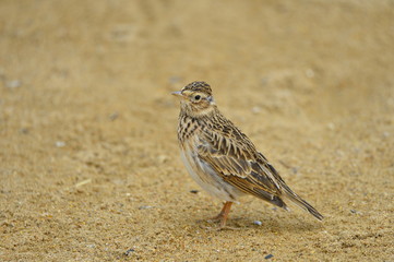 The outdoor fringillidae birds in the park