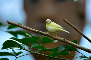 The outdoor fringillidae birds in the park