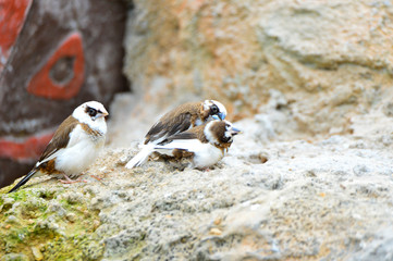 The outdoor fringillidae birds in the park