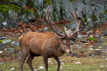A lone elk in the woods